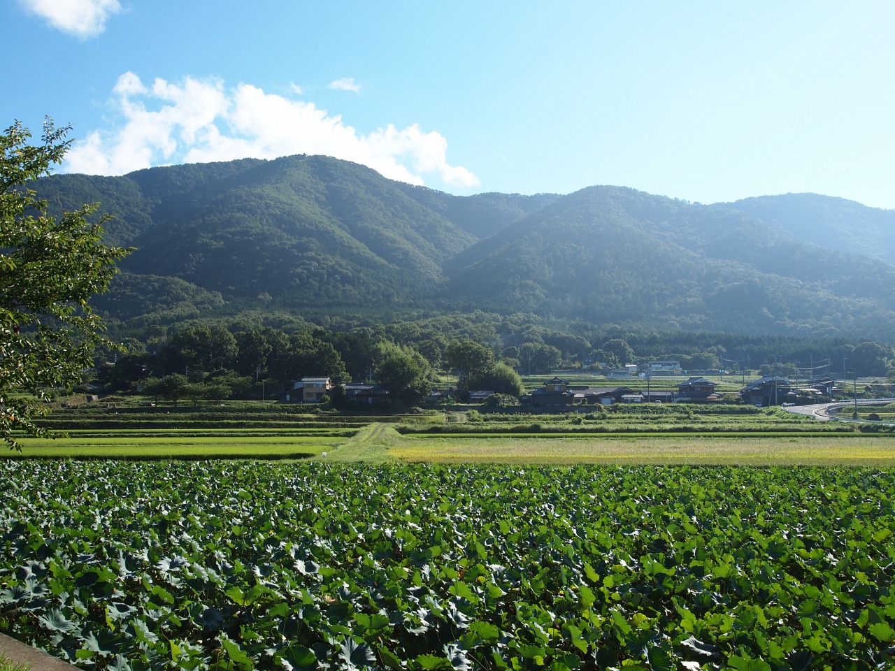 京北町活性化プロジェクト