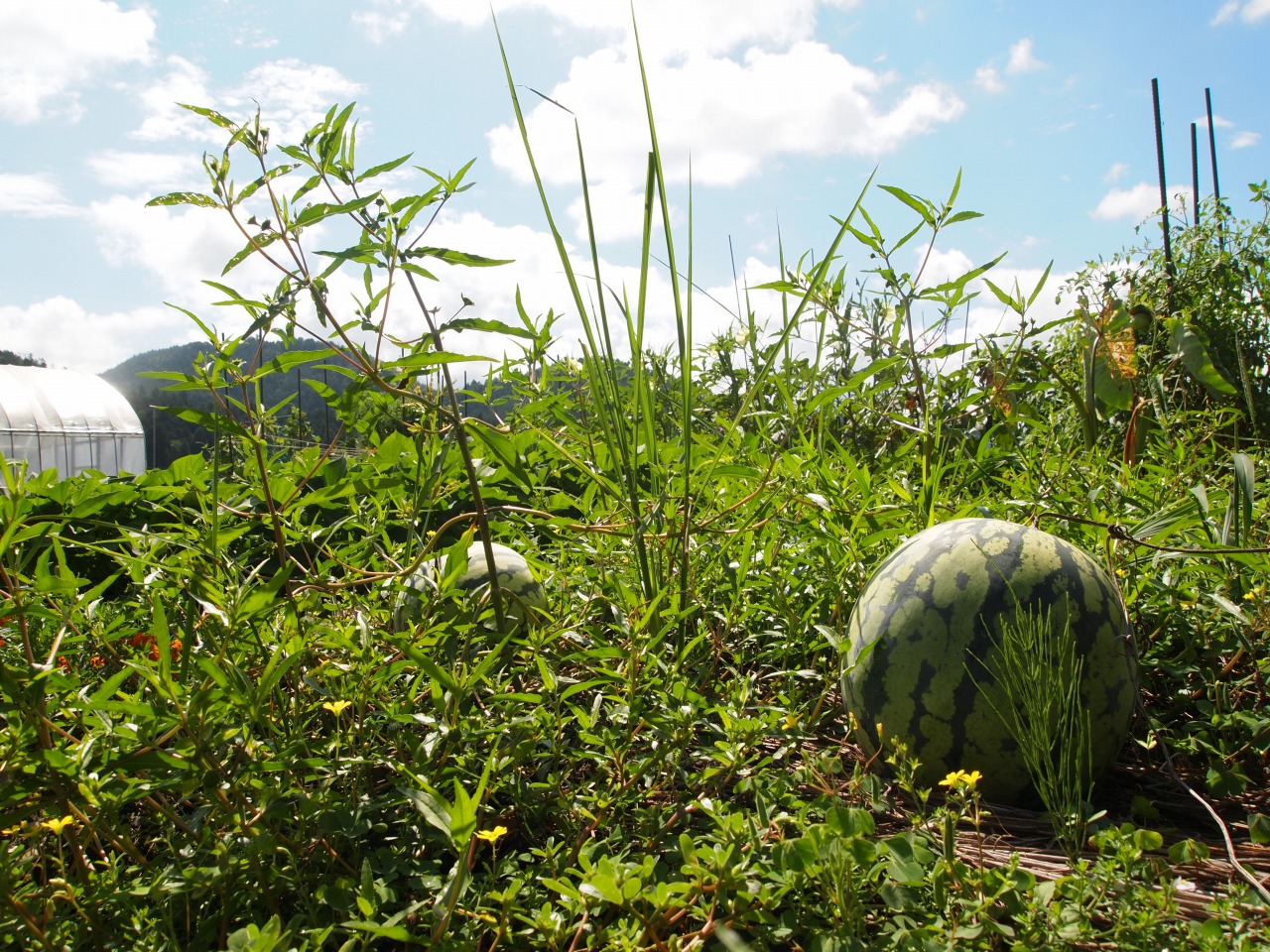 京北の野菜　収穫しました